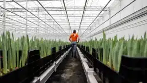 Person in a Bitcoin shirt walking through a greenhouse heated by Bitcoin miners, surrounded by rows of tulips.
